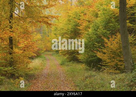 Sentiero forestale nella faggeta, Spessart, Baviera, Germania, percorso attraverso la faggeta, Baviera, Germania, Europa Foto Stock