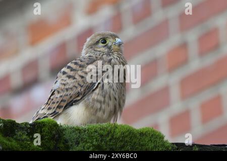 Primo tentativo di volo comune di kestrel. Giovani carestoli che fanno il loro primo tentativo di volo Foto Stock