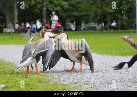 Oche del cigno maschile in lotta in baviera. Kaempfende Schwanengaense am ammersee Foto Stock