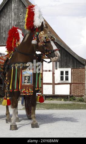 Cavallo da tiro italiano con una magnifica carrozza Foto Stock