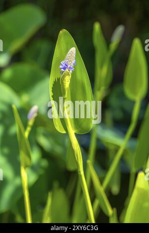 Pickerelweed (Pontederia cordata), Baviera, Germania, Europa Foto Stock