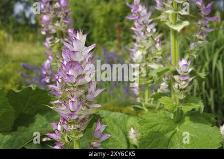 Salvia Clary nel giardino, salvia clary in giardino in estate Foto Stock