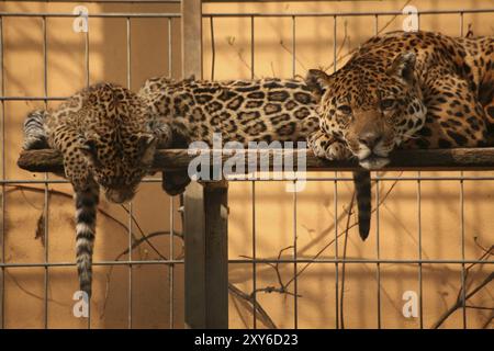 Famiglia Jaguar in uno zoo Foto Stock