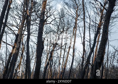 Alberi bruciati, foreste bruciate, boschi dopo incendi. Disastro e deforestazione Foto Stock