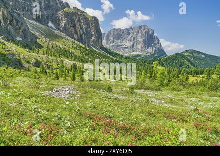 Rose alpine sul passo Gardena, Sassolungo sullo sfondo, passo Gardena, Dolomiti, Selva di Val Gardena, alto Adige, Trentino alto Adige, Ital Foto Stock