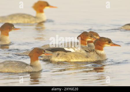 Comuni femmine merganser nella nebbia mattutina, in Svezia Foto Stock