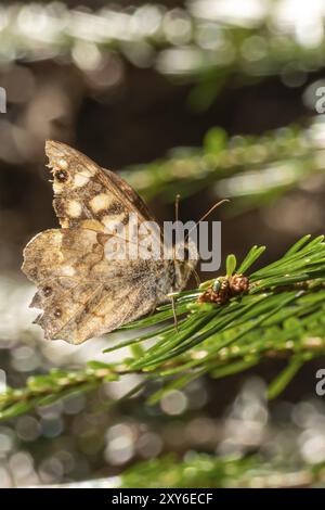 Una piccola farfalla marrone si trova su un ramo di abete davanti a uno sfondo marrone sfocato con spazio di testo Foto Stock