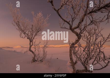 Betulle ricoperte di rana nel lago ghiacciato Tornetraesk, Norrbotten, Lapponia, Svezia, dicembre 2012, Europa Foto Stock