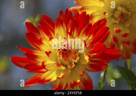 Dahlie in rot und gelb, Dahlia fiore in rosso e giallo, giardino estivo Foto Stock