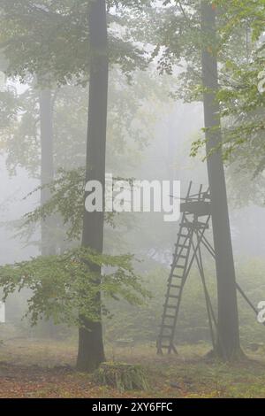 Sede alta nella foresta, Spessart, Baviera, Germania, cieco di caccia nella Foresta di faggio, Baviera, Germania, Europa Foto Stock