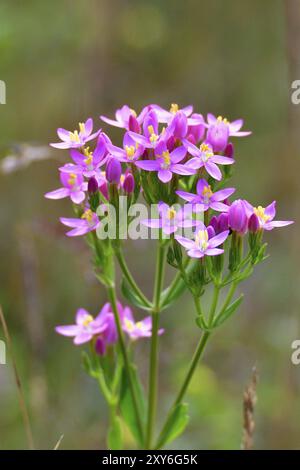 Fiori di Centaury, Una fioritura del Centaurium erythraea Foto Stock