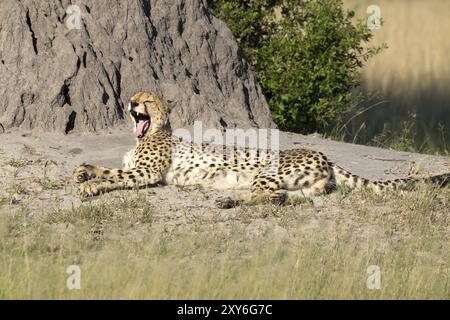 Cheetah che prende il sole nella riserva di Moremi in Botswana Foto Stock