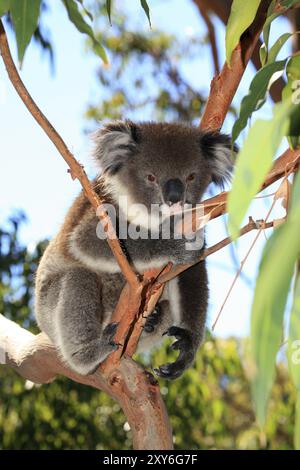 Orso di koala che sale su un albero Foto Stock