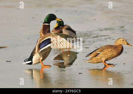 Anatre sul lago ghiacciato nell'alta Lusazia Mallards su un lago in inverno Foto Stock