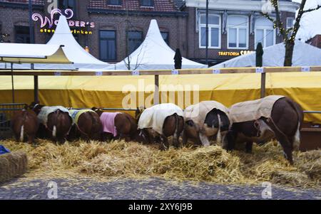 Schagen, Paesi Bassi. 20 marzo 2024. Paasvee, l'esposizione annuale del bestiame a Schagen, Paesi Bassi Foto Stock