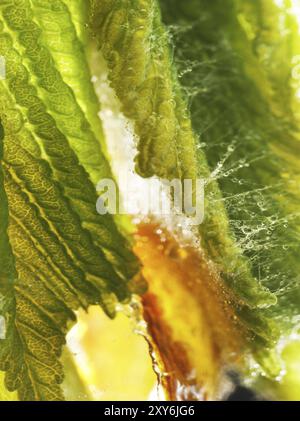 Castagno, ippocastano comune (Aesculus hippocastanum), dettaglio del germoglio con foglie giovani, goccioline di resina e peli fini per proteggere i giovani germogli, Foto Stock