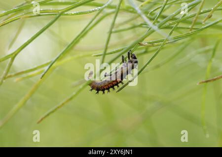 Larva dello scarabeo asiatico su una pianta di finocchio di fronte a uno sfondo verde sfocato Foto Stock