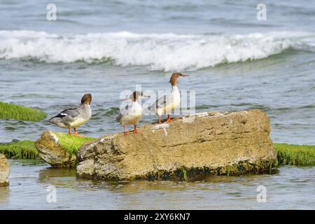 Merganser comune nel mar baltico in autunno. Merganser comune nel Mar Baltico in autunno Foto Stock