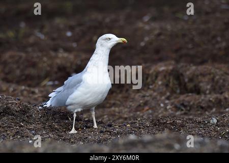 Gabbiano di aringa adulto che si allena per il cibo. Ritratto di un gabbiano europeo delle aringhe Foto Stock