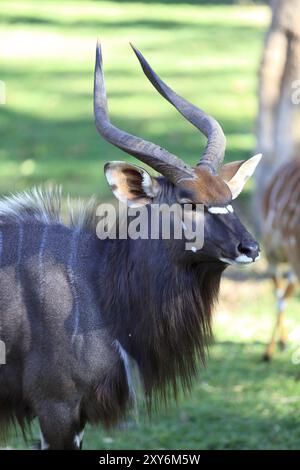 Nyala nel Parco Nazionale di Kruger Foto Stock