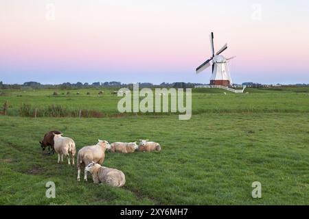 Pecore al pascolo e mulino a vento all'alba, Olanda Foto Stock