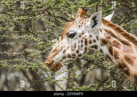 Una giraffa Masai che mangia foglie da un albero spinoso di acacia. La giraffa masai è in pericolo, e questa giraffa, all'interno della Foto Stock