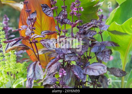 Basilico viola in agricoltura e raccolta. Il basilico cresce in un giardino rustico. Coltivare erbe. Giardino del cottage. Foto Stock