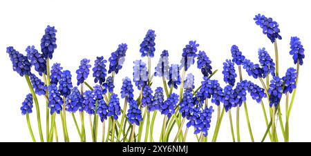 Gli iacinti di uva blu con steli verdi sono disposti in fila su sfondo bianco Foto Stock