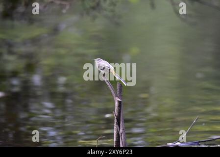 Immagine centrale in primo piano di una coda di cavallo grigia (Motacilla cinerea) arroccata sul profilo sinistro sulla sommità di un bastone in un lago, su uno sfondo di acqua dolce Foto Stock