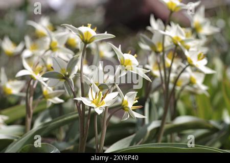 Wildtulpe Tulipa turkestanica, tulipano selvatico si chiama Tulipa turkestanica Foto Stock