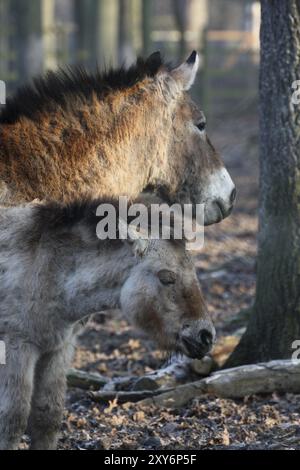 Cavalli di Przewalski Foto Stock