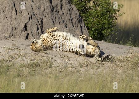 Cheetah che prende il sole nella riserva di Moremi in Botswana Foto Stock