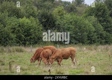 Tre mucche pascolano su un pascolo verde con alberi e cespugli sullo sfondo, Eibergen, Gheldria, Paesi Bassi Foto Stock