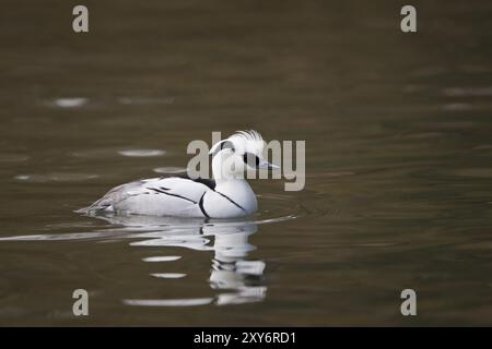 Merganser petto rosso, Mergellus albellus, puzza Foto Stock