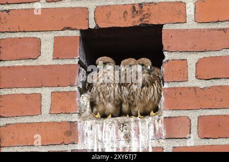 Primo tentativo di volo comune di kestrel. Giovani carestoli che fanno il loro primo tentativo di volo Foto Stock