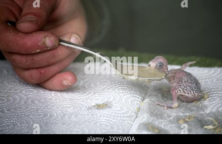 Budgerigar pulcini che mangiano Foto Stock