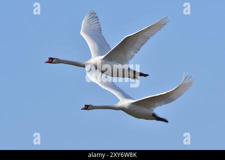 Mute Swan in Territory Battle in primavera, Mute Swan durante la stagione riproduttiva Foto Stock