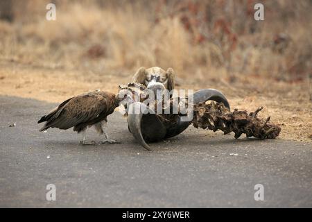 Due avvoltoi che si nutrono di un cranio di bufalo Foto Stock