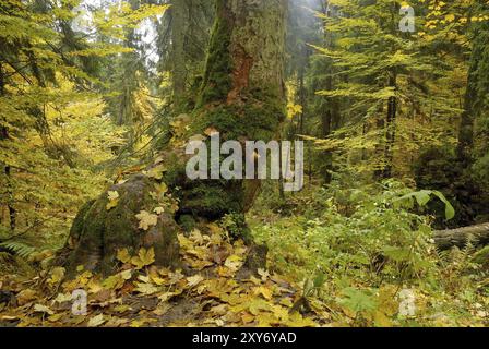 Su Hoellbach nella foresta bavarese, in autunno su Hoellbach nella foresta bavarese, in autunno Foto Stock