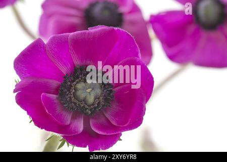 Anemone su sfondo bianco Foto Stock