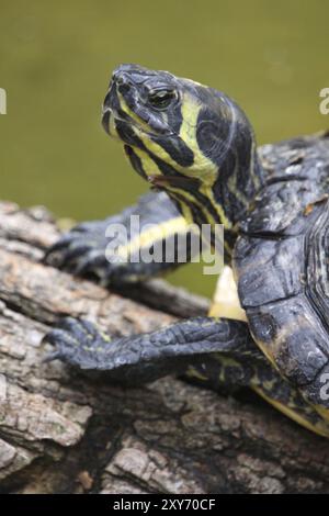 Tartaruga dalle guance gialle Foto Stock