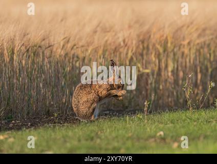 Una grande lepre bruna sana ( Lepus europaeus), lavata la faccia si sedeva contro il raccolto d'orzo maturo nella luce dorata della sera. Suffolk, Regno Unito Foto Stock