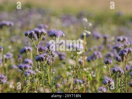 Il concime verde/fiore viola agricolo. Phacelia e Buckwheat attraggono una bella ape che è quello che dovrebbe fare. Suffolk, Regno Unito Foto Stock