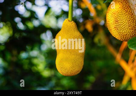 L'Artocarpus heterophyllus, comunemente noto come jackfruit, pende dall'albero in una foresta indonesiana, mostrando la sua consistenza distintiva Foto Stock