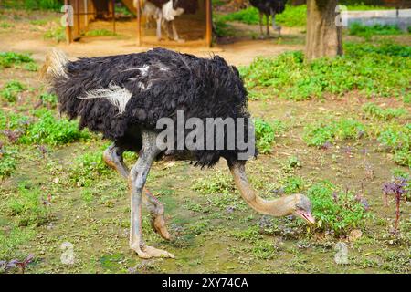 Lo struzzo nordafricano che mangia verdure a foglia verde nella fattoria, lo struzzo nordafricano, lo struzzo dal collo rosso o lo struzzo barbario (Struthio camelus camelus) è la sottospecie designata dello struzzo comune. Foto Stock