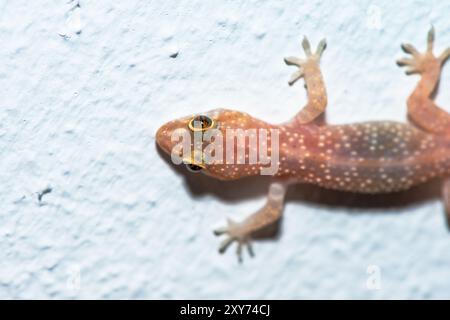 Una foto macro dettagliata di Hemidactylus turcicus, comunemente nota come geco casa mediterranea, appoggiata su una parete bianca. Foto Stock