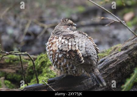 Hazel Grouse, Tetrastes bonasia, sinonimo: Bonasa bonasia, Hazel Grouse Foto Stock