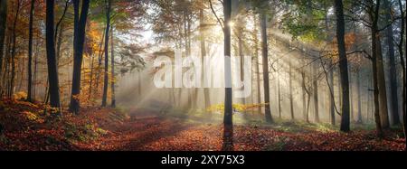 Paesaggio naturale panoramico con una bella atmosfera soleggiata in una foresta nebbiosa in autunno, con i raggi del sole che illuminano la nebbia dietro i tronchi degli alberi Foto Stock