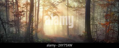 Paesaggio naturale panoramico con una bella atmosfera soleggiata in una foresta nebbiosa in autunno, con i raggi del sole che illuminano la nebbia dietro i tronchi degli alberi Foto Stock