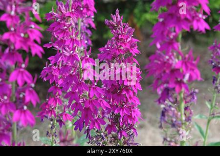 Viola Lobelia speciosa o fiore cardinale «Hadspen Purple» in fiore. Foto Stock